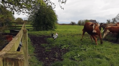 Crazy Rooster that actually attacks Bulls