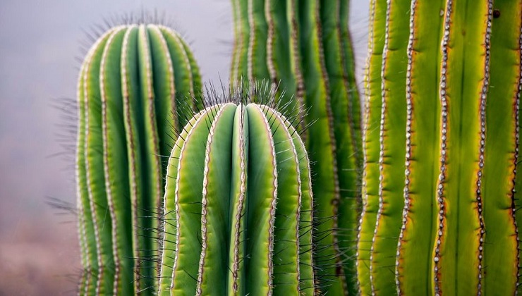The Simple Cactus may have the answer the Clean Tech industry needs