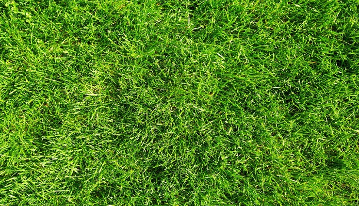 Scientists unlock ‘Green’ Energy from Garden Grass