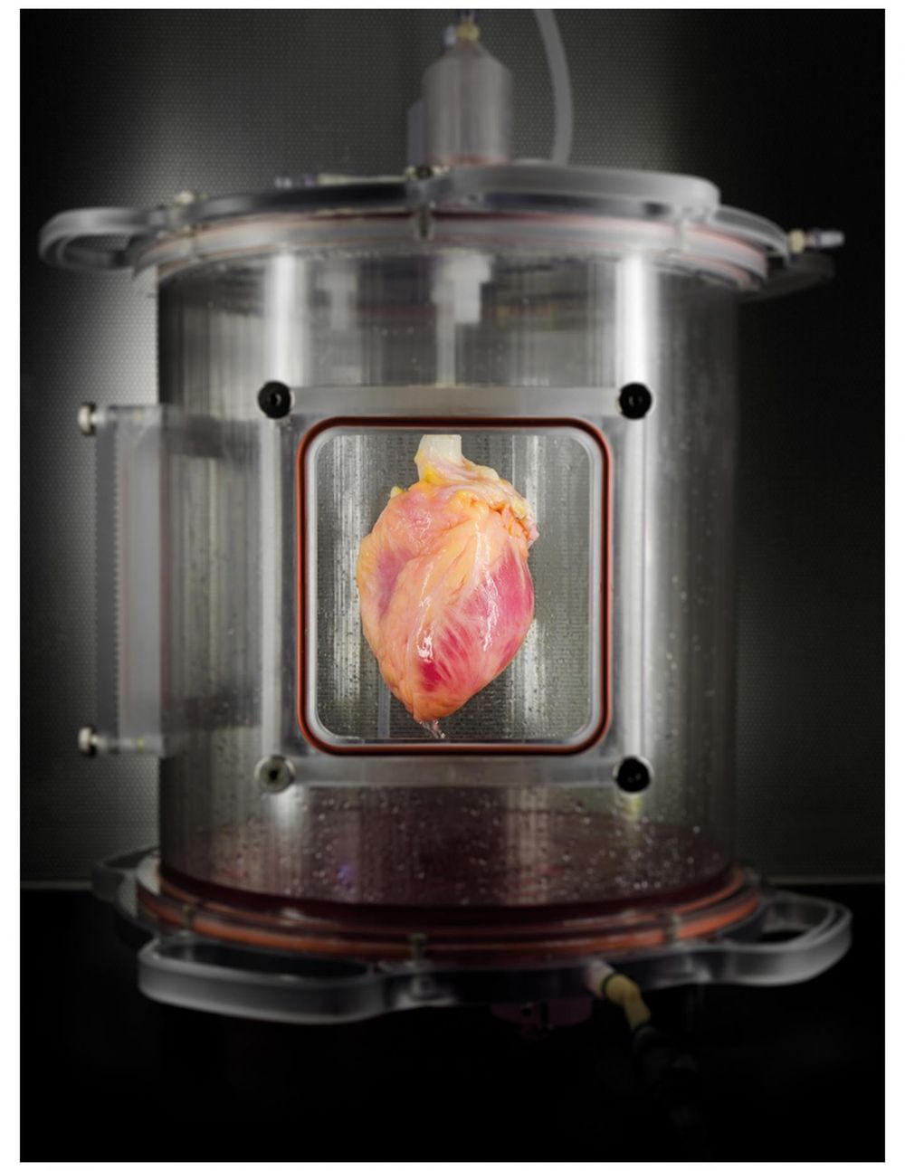 Scientists Grow Full-Sized, Beating Human Hearts From Stem Cells