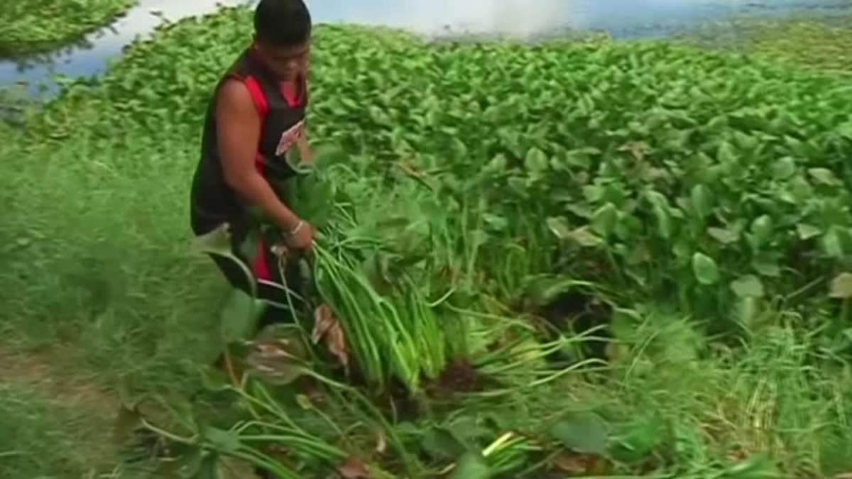 Invasive Plants could Fuel Kitchens in the Philippines as an Eco Friendly Alternative